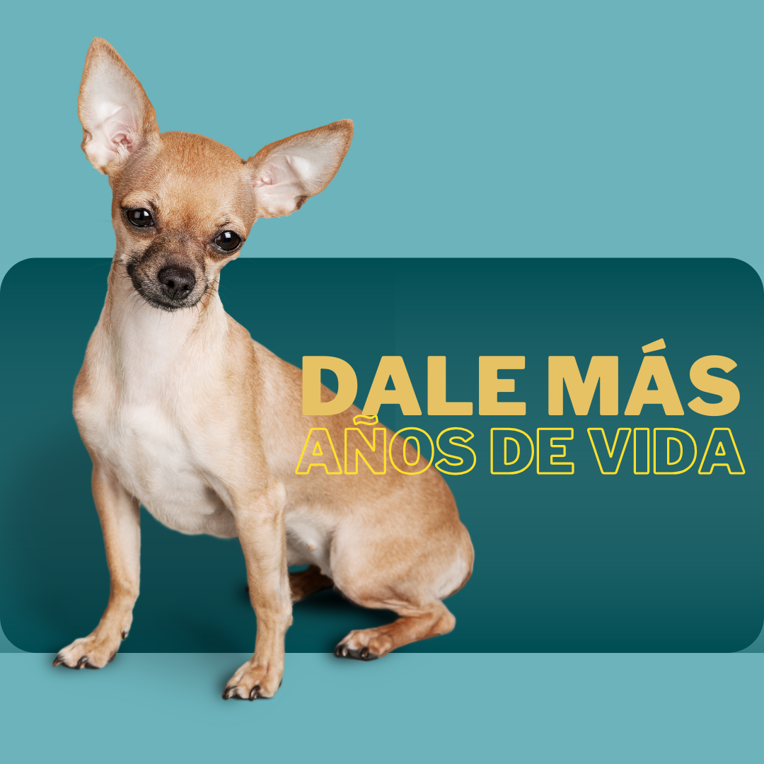 doggevity mas años de vida