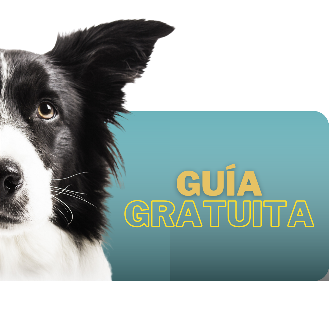 perro_viva_mas
